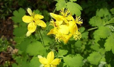 Rules for the use of celandine from warts