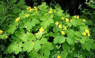 the use of celandine from warts