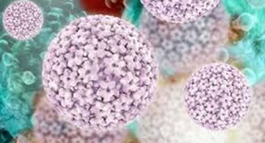Papillomavirus