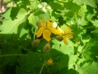 celandine from papilloma